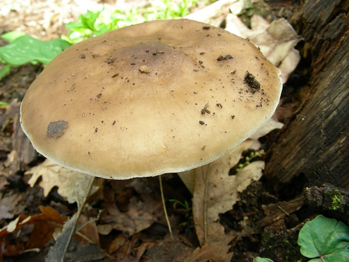 656 Aprile vecchio ritrovamento